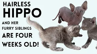 4 Week Update: Hairless Hippo & Fam