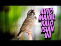 Download Lagu CENGKOK ISIAN MEWAH BIKIN MAHAL - MASTERAN BLACKTHROAT GACOR AMPUH MUDAH DITIRU