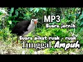 Download Lagu SUARA PIKAT RUAK RUAK TUNGGAL|| COCOK BUAT PIKAT BURUNG RUAK-RUAK 