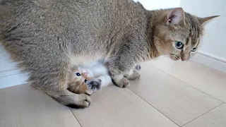 Kittens absolutely obedient to mother cat are cute