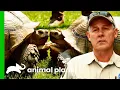 100lb Tortoise Finds The Perfect Place To Live Lone Star Law