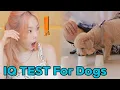 Download Lagu What is the IQ of Taeyeon's dog, Zero?💡