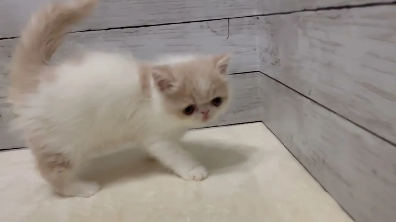 動画