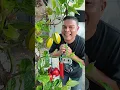 Download Lagu Buah Apa Itu Dek #shorts #trending #funny #subscribe