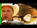Illegal Alligator Vendor Is Caught Red Handed Lone Star Law