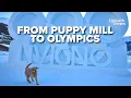 Michigan rescue dog from puppy mill makes debut in Italy at 2026 Livigno Olympics