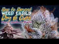 HOW TO HARVEST DRY CURE WEED EASILY ORGANIC WILDBERRY RUNTZ EP4