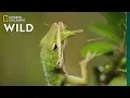 Lizard Looking For Food Nat Geo WILD