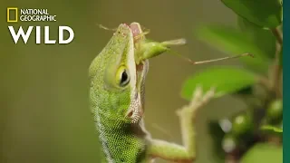 Lizard Looking For Food Nat Geo WILD