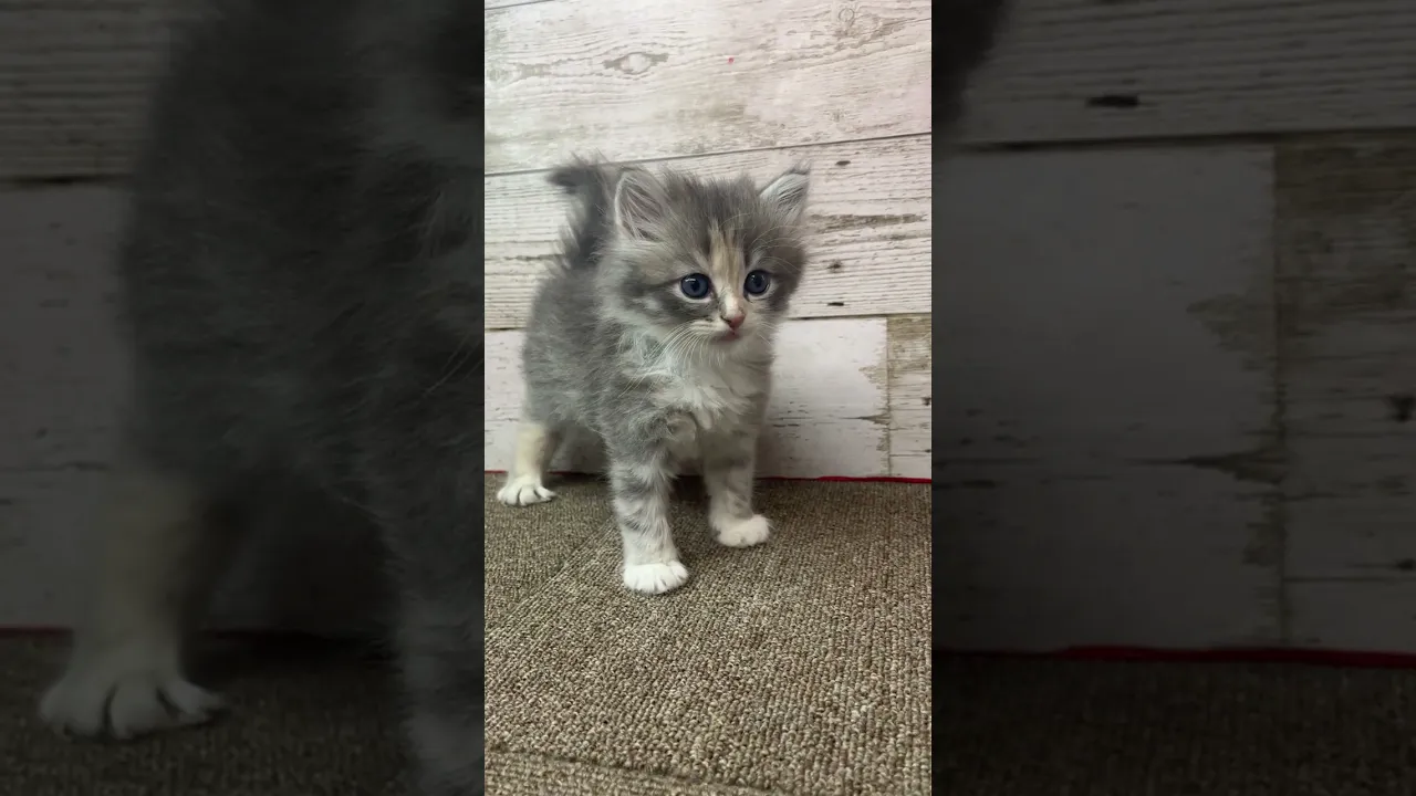 動画