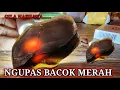 Download Lagu PROSES kupas kulit batu bacan super ( COKLAT MERAH yang fenomena)   @denbagoes03