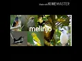 Download Lagu Mp3 melinjo pikat burung