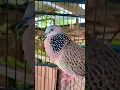 Download Lagu SUARA BURUNG TEKUKUR PIKAT SUPER EMPUK JERNIH #shorts #shortsfeed #shortvideo #shortsvideo #song