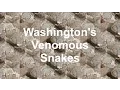 Washington s Venomous Snakes