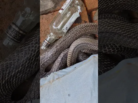 बाप रे कितना विशालकाय और खतरनाक है ये कोबरा 😱 #shortsviral #cobra
