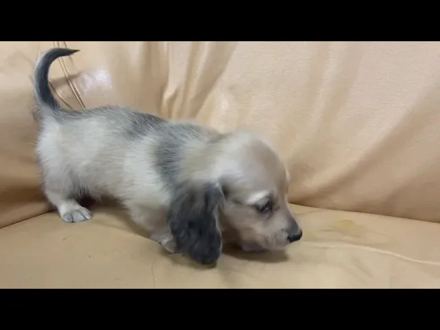 動画