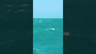 Sailing Deep Downwind in 30+ Knots