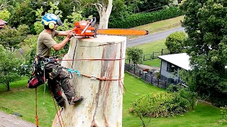Huge Gum Tree Removal Australia