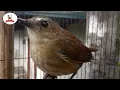 Download Lagu PELAN SAJA..!!! Pancingan Burung Jongkangan supaya lekas nyuling
