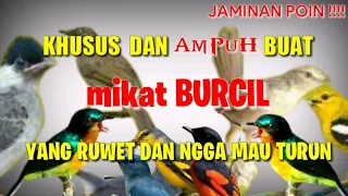 mau mikat aja ruwet gunakan suara pikat burcil ribut paling ampuhini jaminanya point
