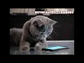 Kevin Gates - 2 Phones (432Hz)