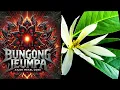 Download Lagu Bungong Jeumpa Metal Core Remaster - download lagu mp3