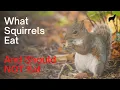 What Squirrels Eat Their Diet and What Not to Feed Them