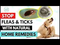 Download Lagu Natural Homemade Remedies to get rid of Fleas \u0026 Ticks  on your dog 🦟  🕷  INSTANTLY