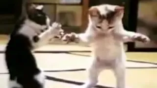 اغاني قطط جزء 1 