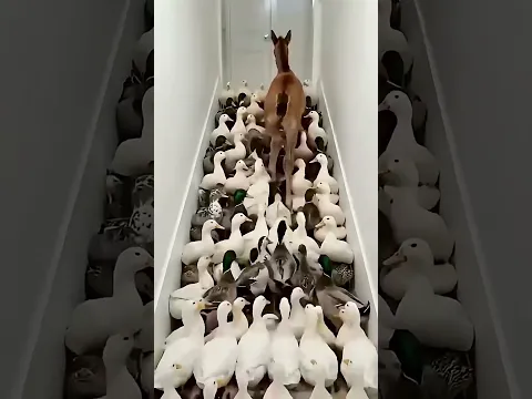 Cavalo na escada maluca #viralvideo