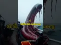Download Lagu Top 10 quái vật đại dương kỳ dị bị con người săn bắt và được camera ghi lại.#top10 #animals #shorts
