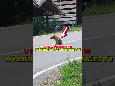 Sungguh kasihan hewan ini ya😭