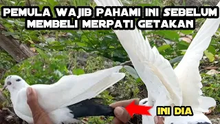 Download cara memilih burung merpati getakan yang bagus_ciri-ciri merpati lombok yang bagus dan murah MP3