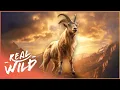 Download Lagu These Mountain Goats Live Dangerously On A Cliff Edge | Wild America | Real Wild