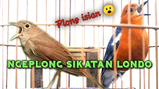 Download Anis merah ngeplong isian sikatan londo MP3