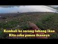 Download Lagu Kembali ke sarang ikan nila ‼️ kita coba panen ikannya ‼️