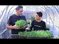 Download Lagu Fastest Method To Grow Dhaniya Patta | How To Grow Cilantro (Coriander)
