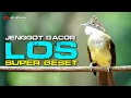 Lagu CUCAK JENGGOT GACOR LOS SUPER BESET