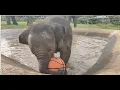 Download Lagu Chaba, Bunma and guess who joined the herd  🐘🐘🐘- EleFlix