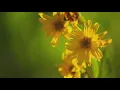 Download Lagu Colorado’s Wildflower Capital: Where pretty flowers hold purpose