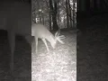 Ohio Deer Poacher Busted