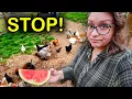 Watch This BEFORE Giving Chickens Watermelon in Summer