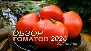 Обзор коллекционных сортов ТОМАТОВ сезона 2026 🍅XIII часть