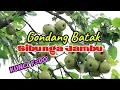 Download Lagu GONDANG BATAK SIBUNGA JAMBU KUNCI F=DO FULL BASS MENEMANI MUSIK DIPERJALANAN