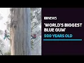 Portrait of a 500yo forest giant the world s biggest blue gum ABC News