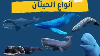 تعرف علي انواع الحيتان دندنها