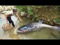 Lagu Hand-catching 1800kg+ giant monster catfish \u0026 huge school of carp to sell at the market with family
