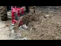 Farm machine tractor mounted power pto disc plow plough for sale