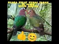 Download Lagu SUARA PIKAT BURUNG PUNAI TANAH. joss gandos