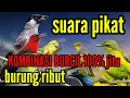 suara pikat BURCIL ribut kombinasi 100% jitu, untuk semua jenis burung kecil
